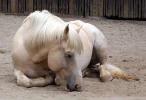sleeping_american_cream_draft_horse.jpg