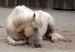 Sleeping_American_Cream_Draft_Horse